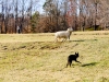 Sheep