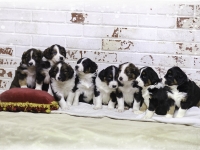 --ChristmasPups2016
