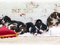 zzChristmasPups2016_B