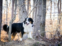-Drover