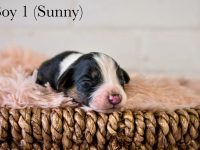 Boy1Sunny-scaled