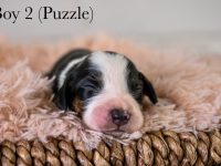 Boy2Puzzle-scaled