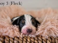 Boy3Fleck-scaled