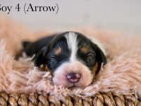 Boy4Arrow-scaled