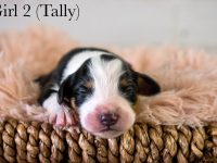 Girl2Tally-scaled
