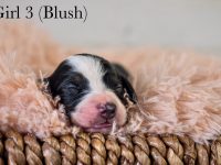 Girl3Blush-scaled