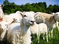 2012Sheep-04