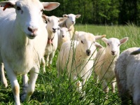 2012Sheep-08