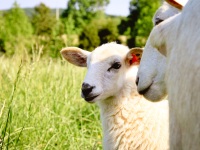 2012Sheep-09