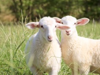 2012Sheep-14