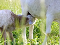 2012Sheep-19
