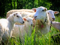 2012Sheep-22