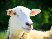 2012Sheep-26