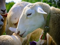 2012Sheep-27