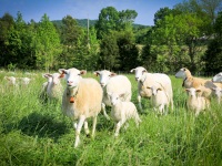 2012Sheep-28