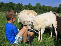 2012Sheep-31