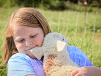 2012Sheep-34