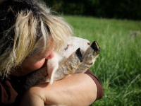 2012Sheep-36