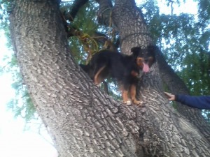 Raina climbing trees!