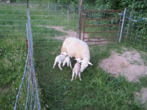 Belle with three of her four lambs born in May