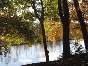 the pond