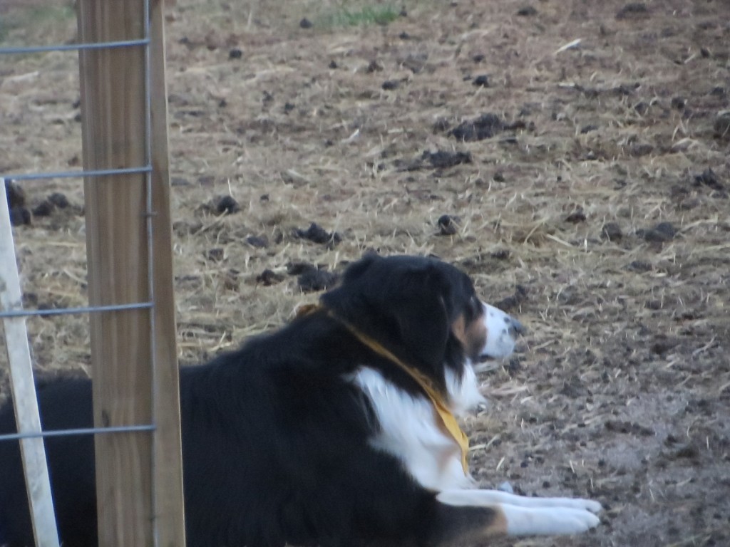 Drover watching the gate...after putting the sheep up....waiting on me to walk down and shut the gate.