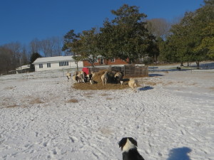 Puppies snow