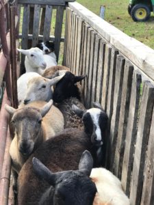 sheep pens