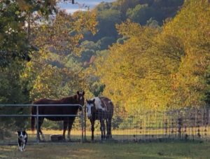 horses